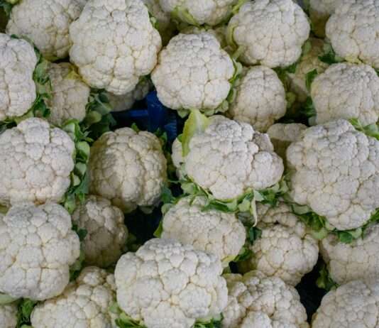 Zu viel vom Guten: Warum der bretonische Blumenkohl nicht genügend Käufer findet Blumenkohl_Überproduktion