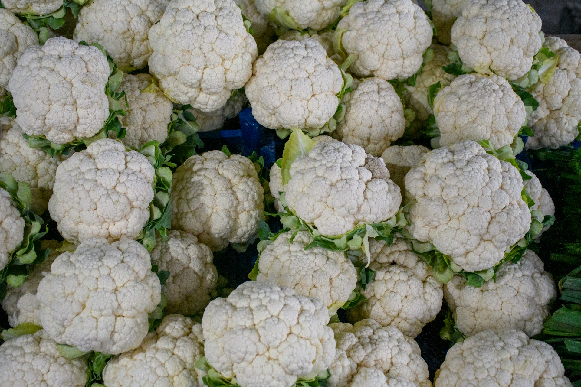 Zu viel vom Guten: Warum der bretonische Blumenkohl nicht genügend Käufer findet
