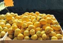 Der Zitronenduft von Menton – warum dieser gelbe Schatz mehr als nur sauer ist Citrons_de_Menton