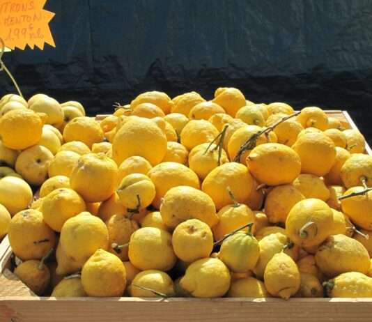 Der Zitronenduft von Menton – warum dieser gelbe Schatz mehr als nur sauer ist Citrons_de_Menton