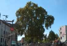 Der stille Sieger von Meung-sur-Loire Gingko-Meung-sur-Loire