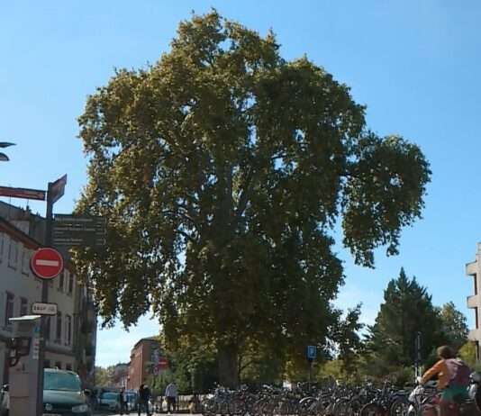 Der stille Sieger von Meung-sur-Loire Gingko-Meung-sur-Loire
