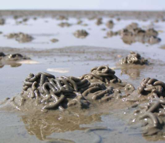 Wenn das Wunder aus dem Meer kommt – Wie das Blut eines unscheinbaren Wurms die Brandmedizin auf den Kopf stellt Wattwurm_haufen