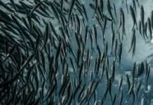 Lachs aus der Fabrik – warum ein XXL-Projekt an der Gironde die Gemüter erhitzt lance-anderson-Lachsfarm