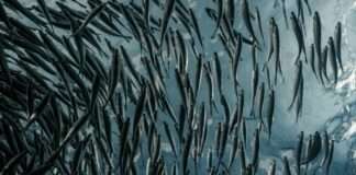 Lachs aus der Fabrik – warum ein XXL-Projekt an der Gironde die Gemüter erhitzt lance-anderson-Lachsfarm