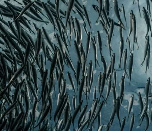 Lachs aus der Fabrik – warum ein XXL-Projekt an der Gironde die Gemüter erhitzt lance-anderson-Lachsfarm