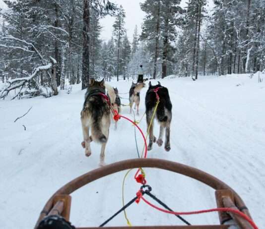 Haut‑Doubs – Weite, Wildnis, Wunder Hundeschlitten_Illustration