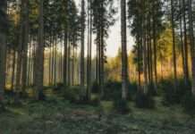 Wenn der Wald fällt, um den Wald zu retten Pinienwald