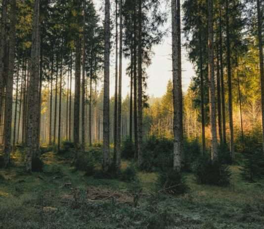 Wenn der Wald fällt, um den Wald zu retten Pinienwald