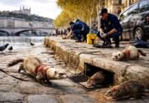 Wenn Frettchen auf Rattenjagd gehen – Lyon setzt auf eine ungewöhnliche Waffe Frettchen-jagen-Ratten-Lyon_illustration