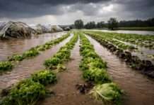 Überschwemmungen und Gemüseknappheit: Droht Frankreich eine stille Versorgungskrise? Landwirtschaft-Gemüseanbau-Überschwemmungen-Schäden_Illustration