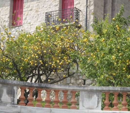 Citron de Menton – Die Zitrone, die nach Süden schmeckt Menton_lemon_tree_Wikipedia