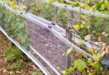 Zwischen Obstplantage und Frontlinie: Wie Hagelnetze aus Okzitanien Teil des Ukraine-Krieges wurden Schutznetz_Hagel_Drohnen_Wikipedia