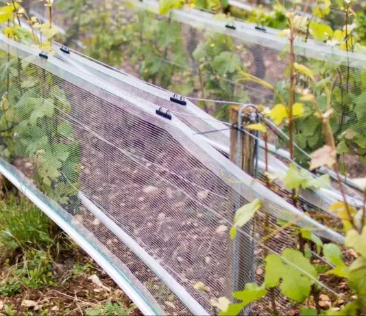 Zwischen Obstplantage und Frontlinie: Wie Hagelnetze aus Okzitanien Teil des Ukraine-Krieges wurden Schutznetz_Hagel_Drohnen_Wikipedia