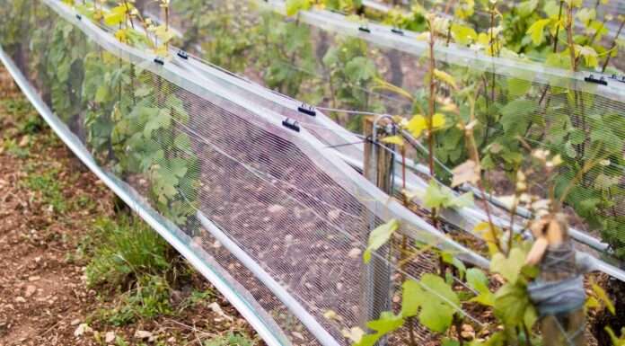 Zwischen Obstplantage und Frontlinie: Wie Hagelnetze aus Okzitanien Teil des Ukraine-Krieges wurden Schutznetz_Hagel_Drohnen_Wikipedia