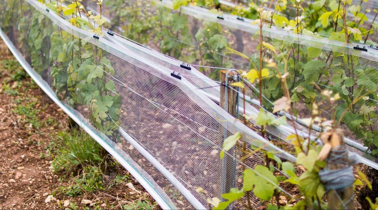 Zwischen Obstplantage und Frontlinie: Wie Hagelnetze aus Okzitanien Teil des Ukraine-Krieges wurden