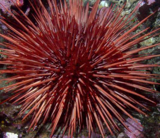 70.000 Seeigel für das Gleichgewicht: Wie man am Cap Corse das Meer retten will Oursin_Rouge_Wikipedia