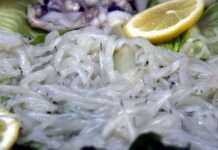 Der „gläserne“ Schatz der Flüsse – Wie der Schmuggel von Glasaalen zwischen Frankreich und Spanien floriert Civelles-Glasaale