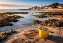 Wenn das Meer sich zurückzieht Muscheln-sammeln-Gezeiten_Illustration