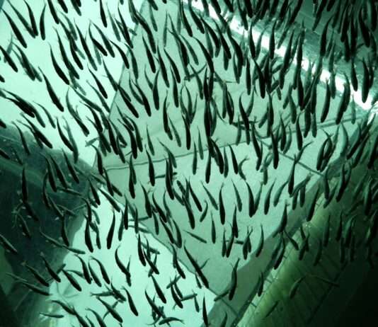 Zwischen Fortschritt und Zweifel: Streit um eine Lachsfarm in der Gironde Lachsfarm