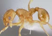 Die unsichtbare Bedrohung: Wie Frankreich gegen die „elektrische Ameise“ kämpft Wasmannia_auropunctata_Wikipedia