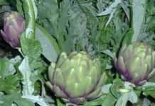 Artischocke Poivrade – Der kleine Star der Provence Artichaut_violet