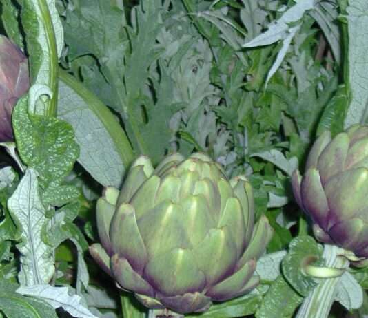 Artischocke Poivrade – Der kleine Star der Provence Artichaut_violet