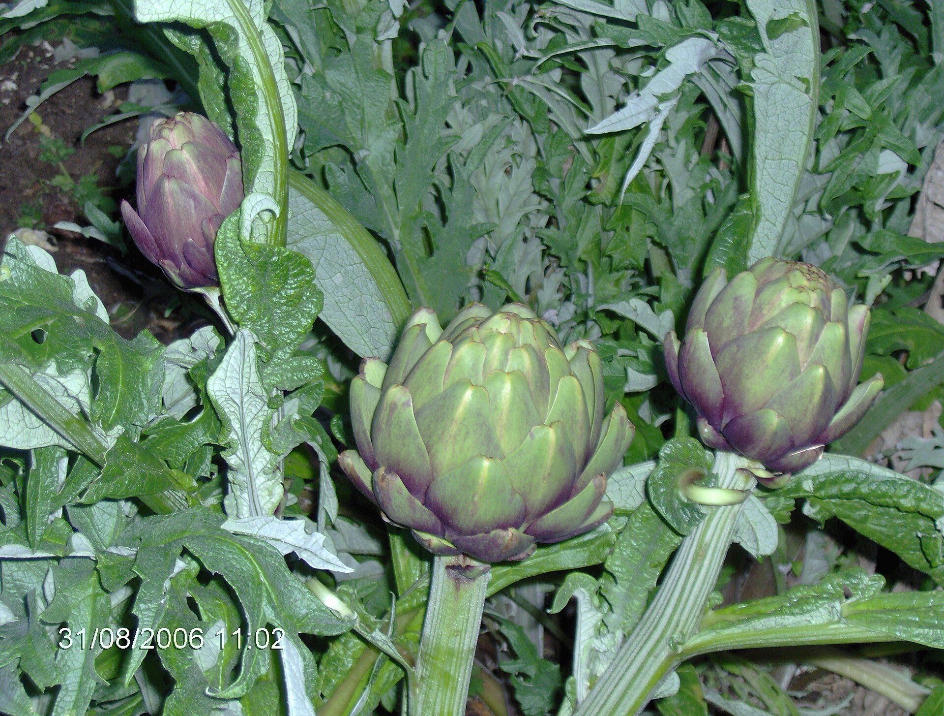 Artischocke Poivrade – Der kleine Star der Provence