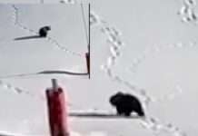 Ein brauner Bär auf roter Piste – wenn die Wildnis sich ein Skigebiet zurückerobert Bär-Skipiste-Pyrenäen_ScreenX