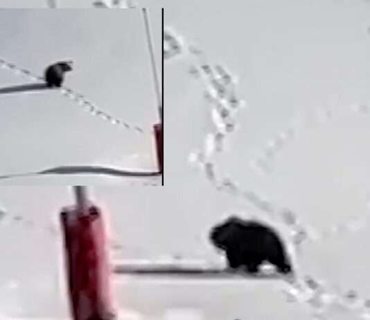 Ein brauner Bär auf roter Piste – wenn die Wildnis sich ein Skigebiet zurückerobert Bär-Skipiste-Pyrenäen_ScreenX