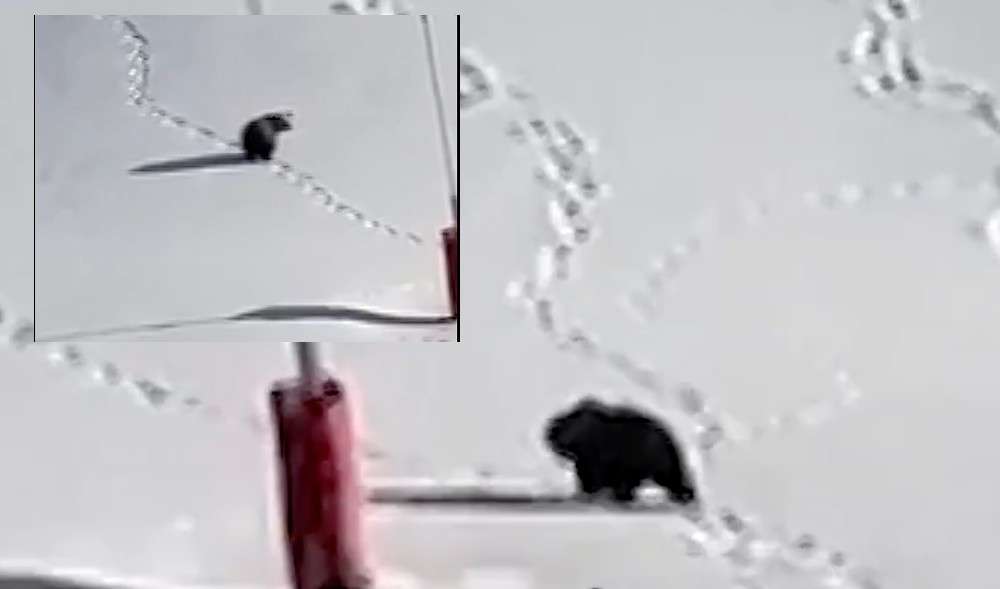 Ein brauner Bär auf roter Piste – wenn die Wildnis sich ein Skigebiet zurückerobert