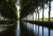 Sterbende Giganten am Wasser – Das langsame Verschwinden der Platanen am Canal du Midi Platanes_du_Canal_du_Midi_Wikipedia