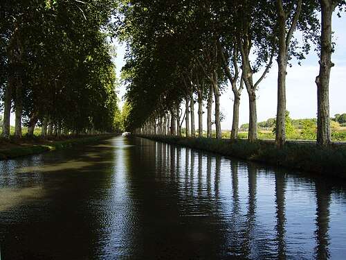 Sterbende Giganten am Wasser – Das langsame Verschwinden der Platanen am Canal du Midi Platanes_du_Canal_du_Midi_Wikipedia