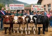 Fünf Kälber gegen die Logik der Zahlen: Wie ein Dorf seine Schule verteidigt Protest-Schulschliessung-Elsass_Illustration