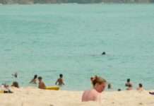 Der stille Riese kehrt zurück Riesenhai_Wikipedia