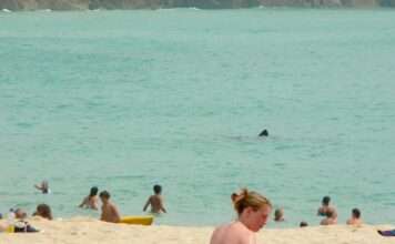 Der stille Riese kehrt zurück Riesenhai_Wikipedia