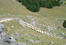 Wenn die Herden ziehen: Schäferwanderung im Lot als lebendige Tradition Schäferwanderung-Transhumance_Wikipedia