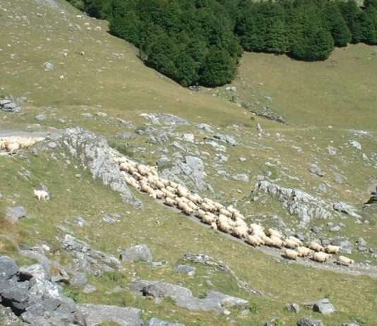 Wenn die Herden ziehen: Schäferwanderung im Lot als lebendige Tradition Schäferwanderung-Transhumance_Wikipedia