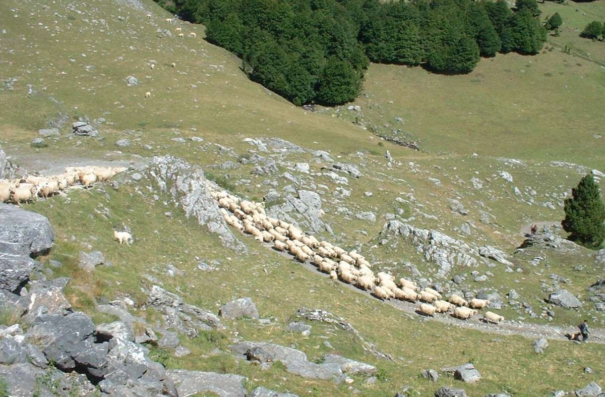 Wenn die Herden ziehen: Schäferwanderung im Lot als lebendige Tradition