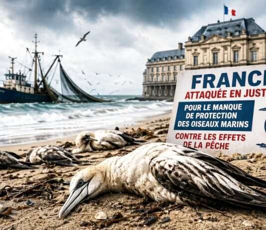 Unsichtbares Sterben im Meer: Frankreich vor Gericht wegen mangelnden Schutzes von Seevögeln Ungenügender-Schutz-Seevögel-Fischerei_Illustration