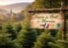 Ein Baum mit Herkunft: Wie der Morvan-Weihnachtsbaum zum Symbol französischer Identität wird Weihnachtsbaumfarm-im-Morvan_Illustration