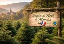 Ein Baum mit Herkunft: Wie der Morvan-Weihnachtsbaum zum Symbol französischer Identität wird Weihnachtsbaumfarm-im-Morvan_Illustration