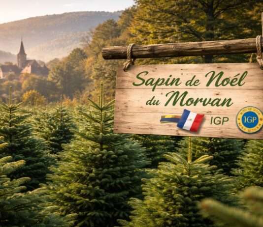 Ein Baum mit Herkunft: Wie der Morvan-Weihnachtsbaum zum Symbol französischer Identität wird Weihnachtsbaumfarm-im-Morvan_Illustration