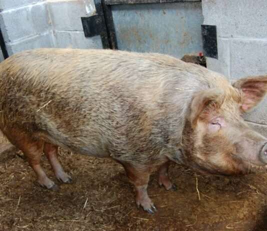 Wenn der Stall zum Streitfall wird: Eine Schweinemastanlage spaltet die Creuse Schweinemast