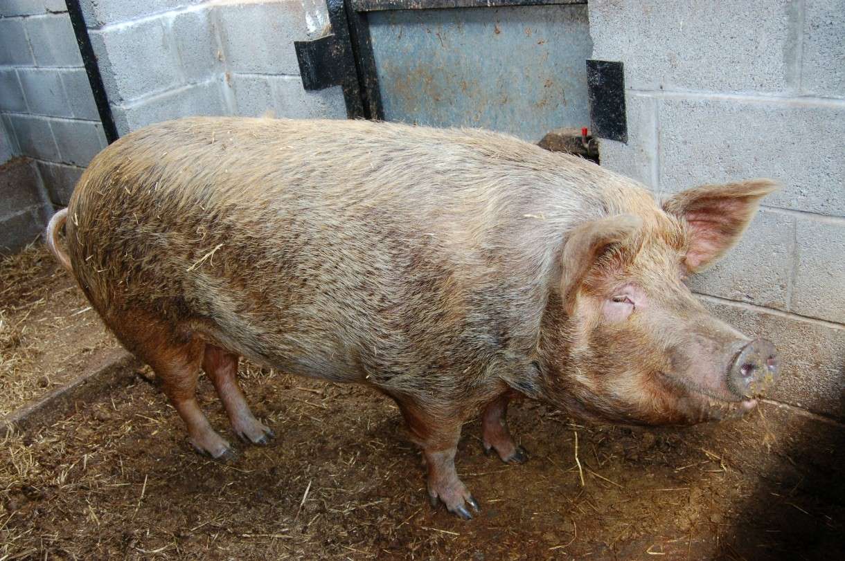 Wenn der Stall zum Streitfall wird: Eine Schweinemastanlage spaltet die Creuse