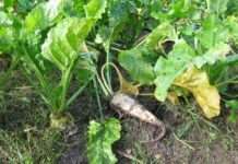 Zuckerrüben: Frankreichs ungelöster Konflikt zwischen Pflanzenschutz und Umweltpolitiku Zuckerrübe_Blattlaus