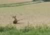Betrunkene Rehe auf Burgunds Straßen – warum die Gendarmerie plötzlich zur Vorsicht mahnt Betrunkenes-Reh_screenX