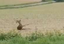Betrunkene Rehe auf Burgunds Straßen – warum die Gendarmerie plötzlich zur Vorsicht mahnt Betrunkenes-Reh_screenX