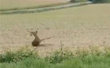 Betrunkene Rehe auf Burgunds Straßen – warum die Gendarmerie plötzlich zur Vorsicht mahnt Betrunkenes-Reh_screenX