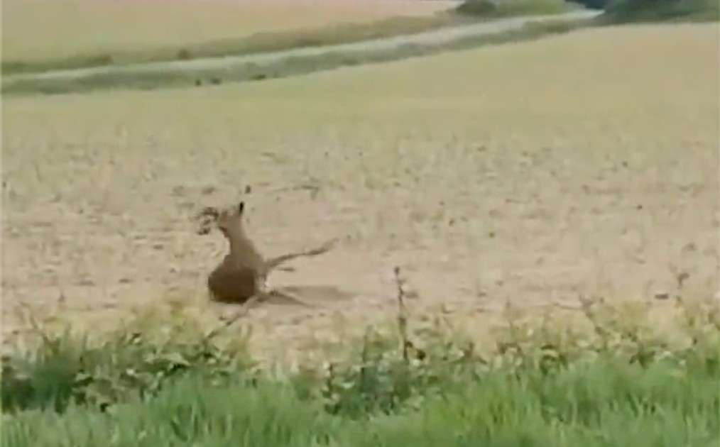 Betrunkene Rehe auf Burgunds Straßen – warum die Gendarmerie plötzlich zur Vorsicht mahnt